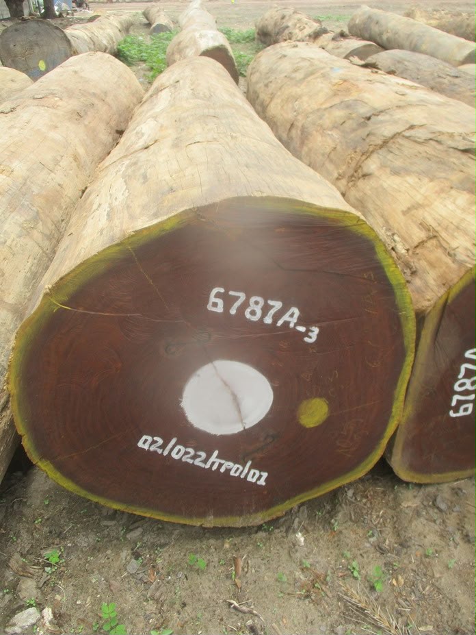 Afrormosia round logs prepared for export