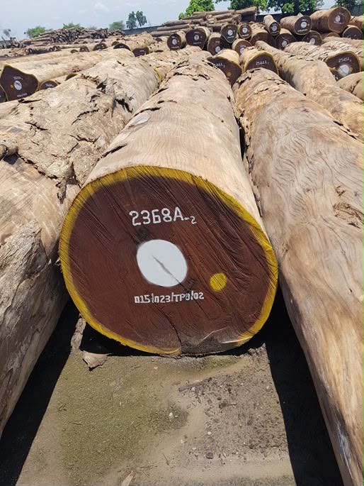 Afrormosia logs marked and ready for export inspection