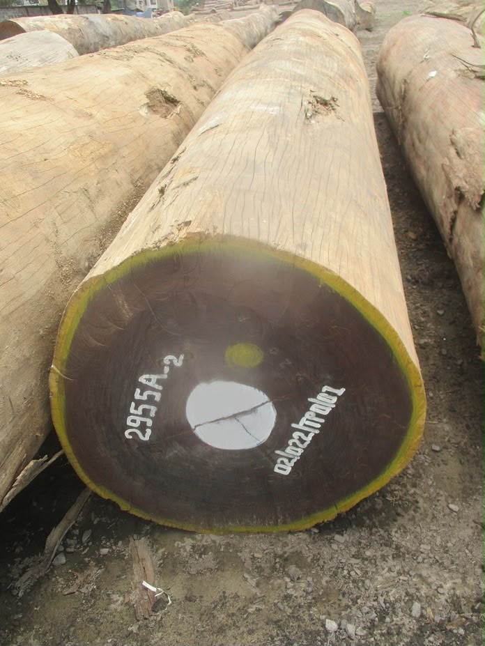 Congolese Afrormosia log end marked and numbered for export