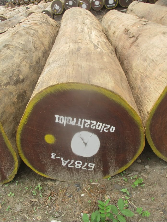 Numbered Afrormosia log ends stacked at a Congo log yard
