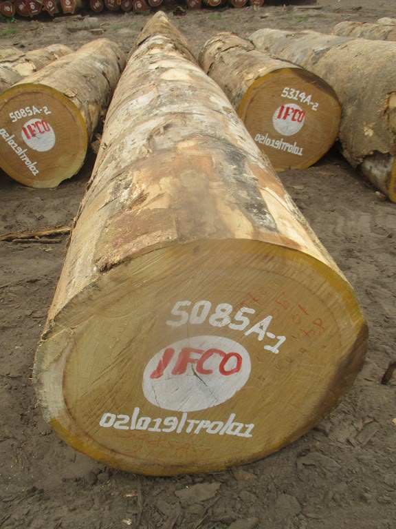Bilinga round logs marked and ready for export inspection