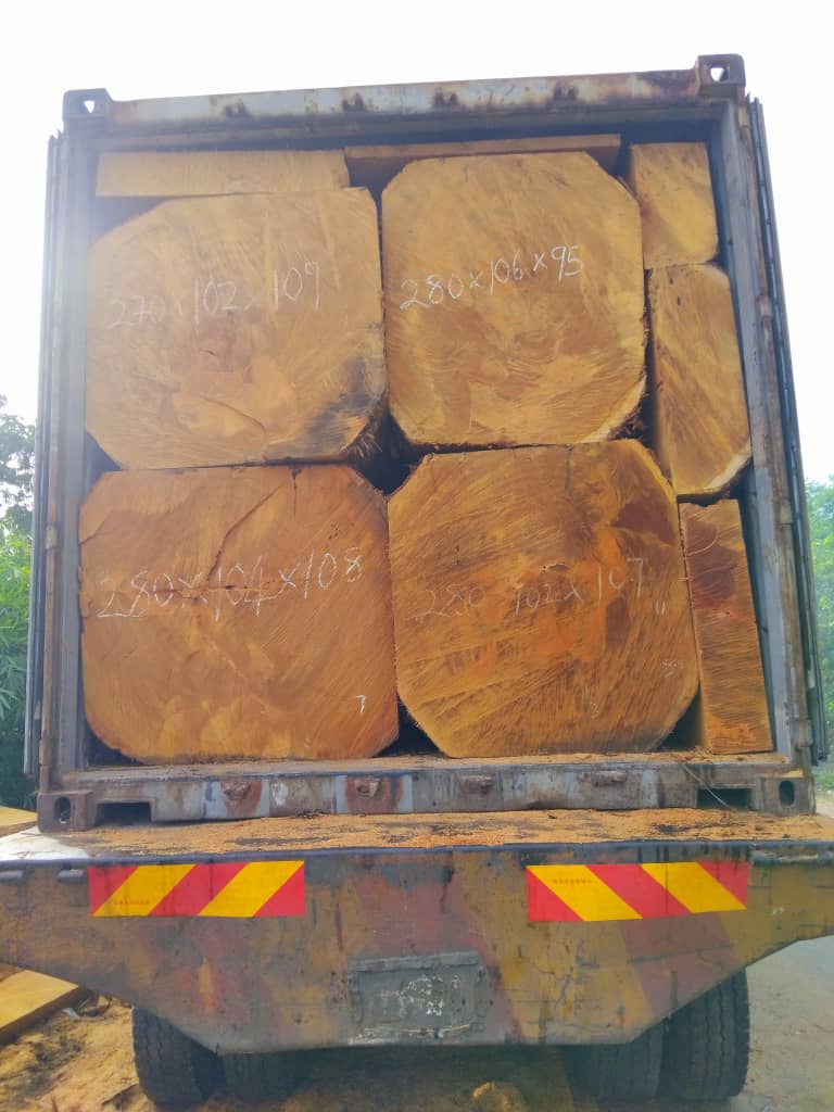 Bilinga squared timber prepared for export