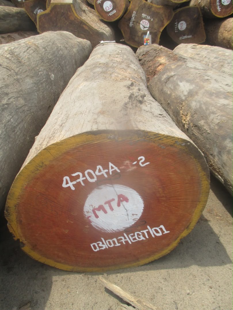 Doussie round logs prepared for export
