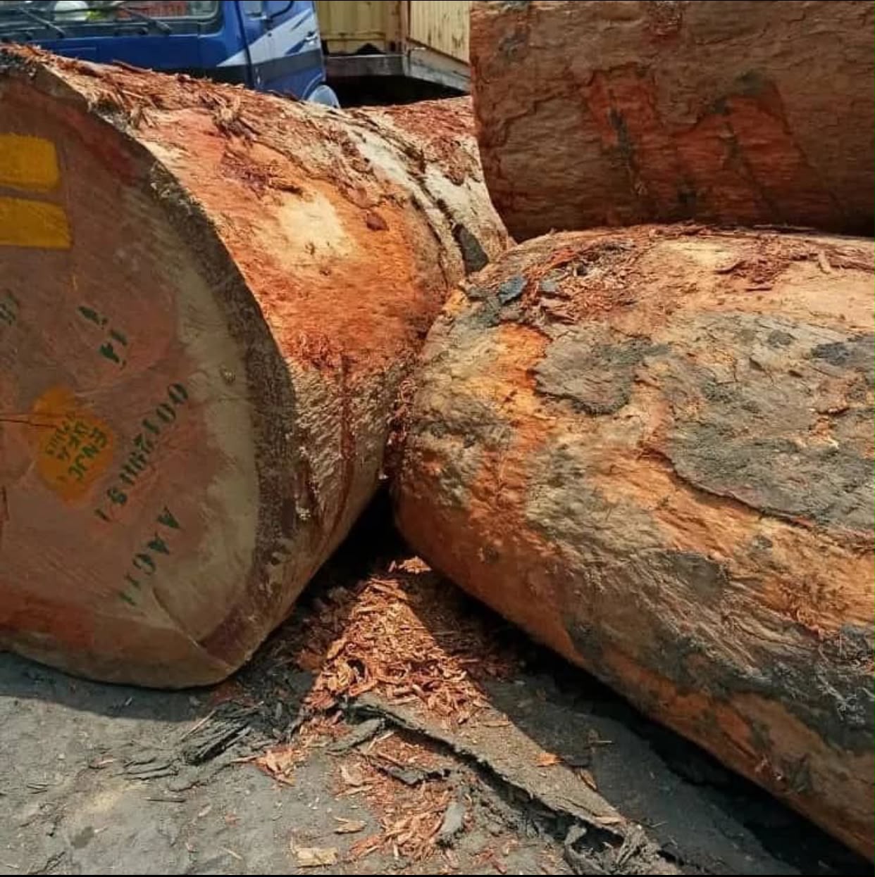 Doussie logs marked and ready for export inspection