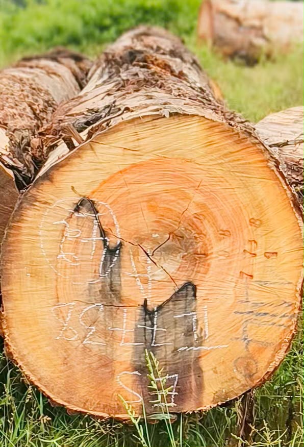 Essia round logs prepared for export