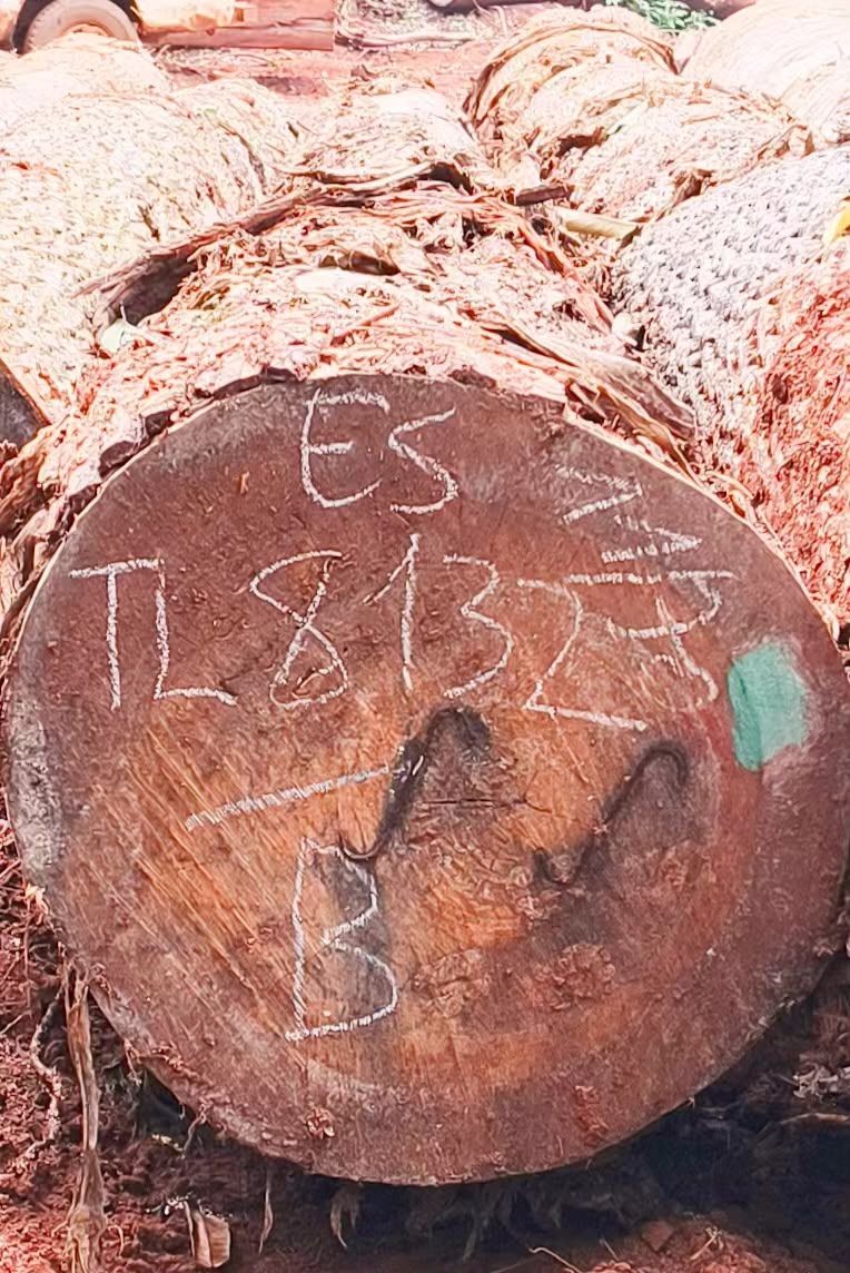 Essia logs marked and ready for export inspection