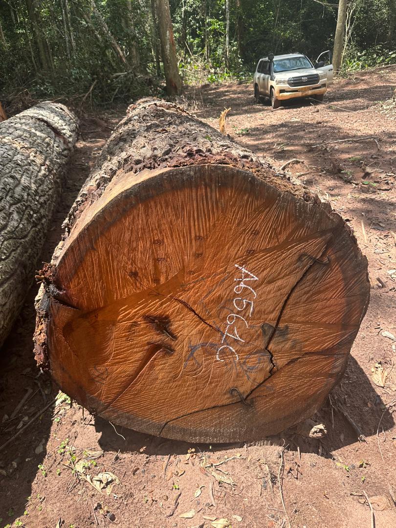 Mukulungu round logs prepared for export