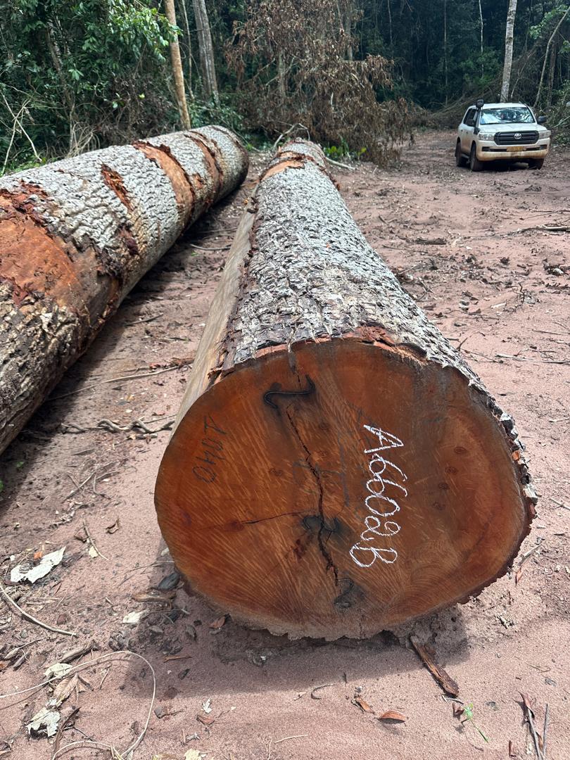 Mukulungu logs marked and ready for export inspection