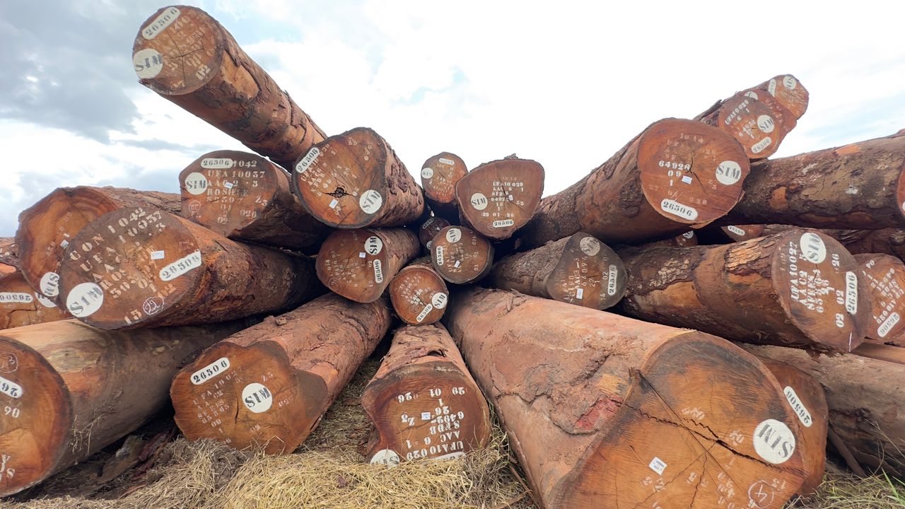 Okan round logs prepared for export