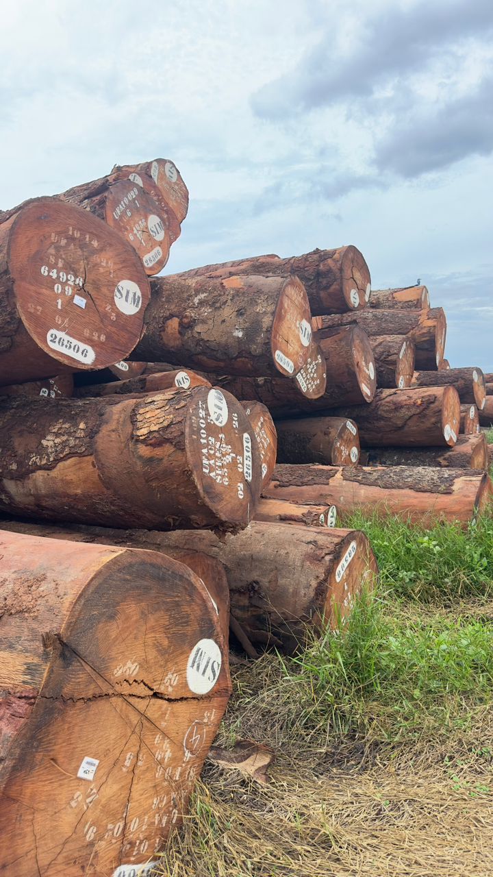 Okan logs marked and ready for export inspection