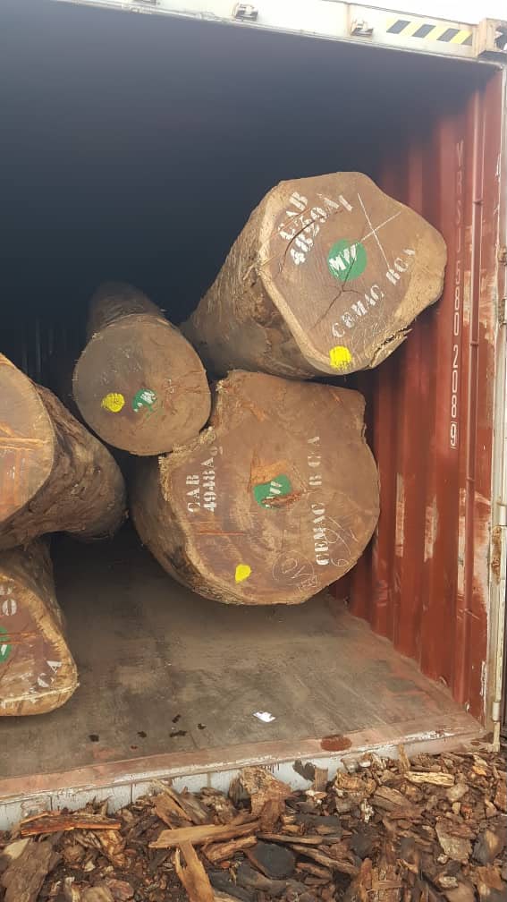 Pachyloba round logs prepared for export