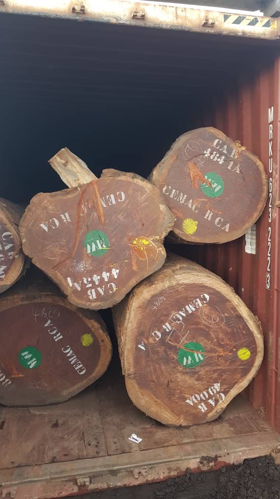 Pachyloba round logs marked and ready for export inspection