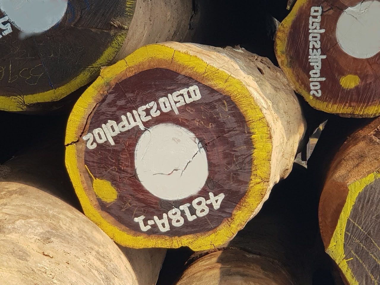 Padouk squared timber prepared for export