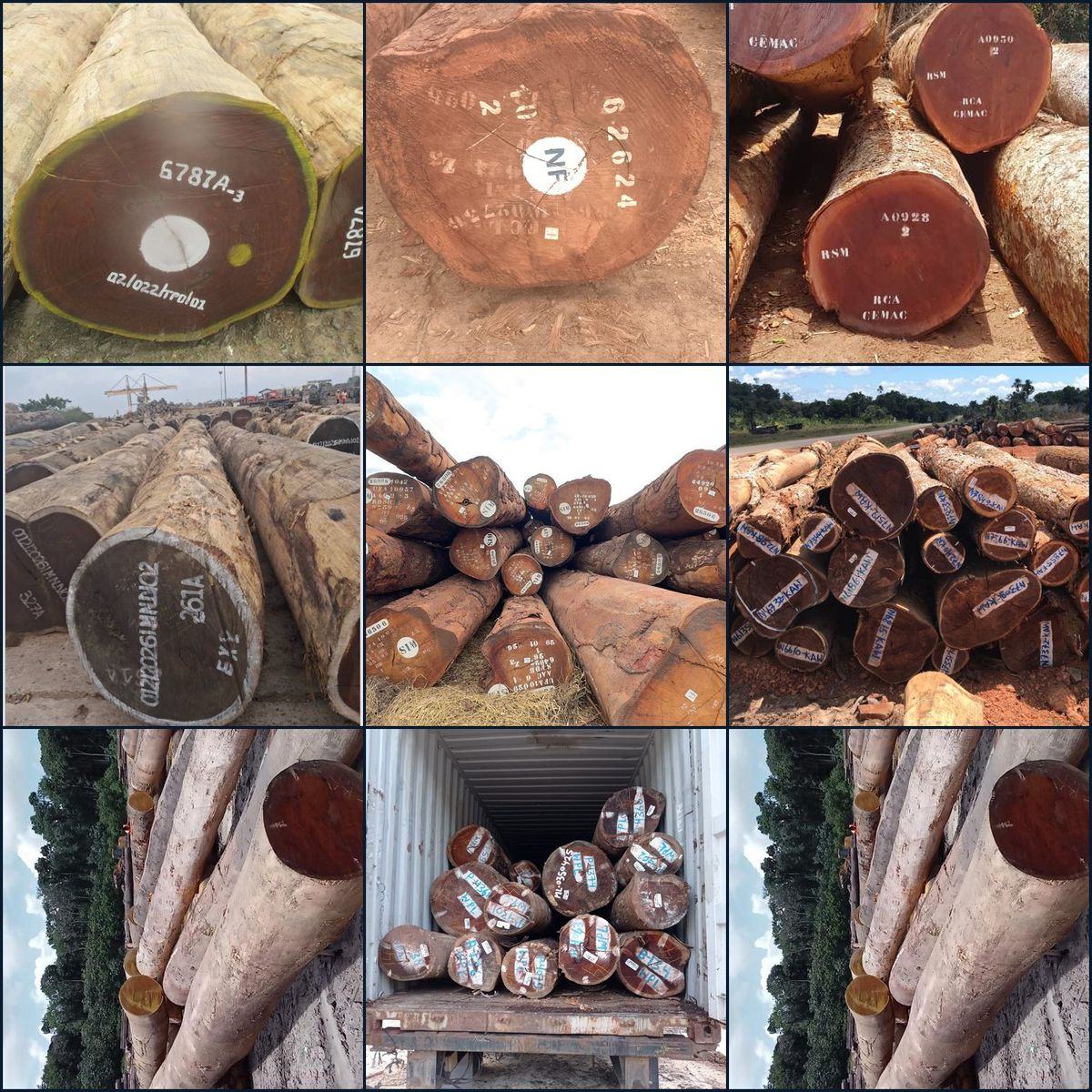 Real tropical hardwood log cross-sections from Africa and South America sourced by DA Global Sourcing
