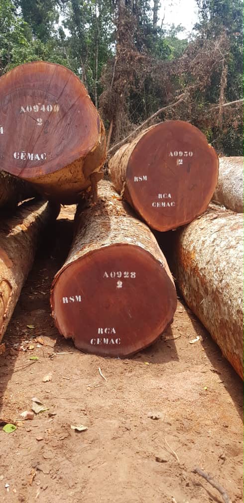 Sapelli round logs prepared for export
