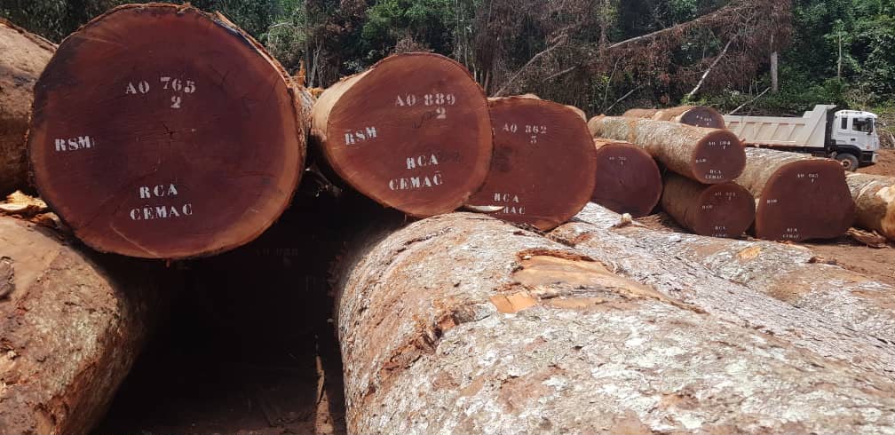 Sapelli logs marked and ready for export inspection