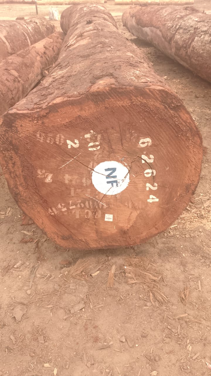 Tali logs marked and ready for export inspection