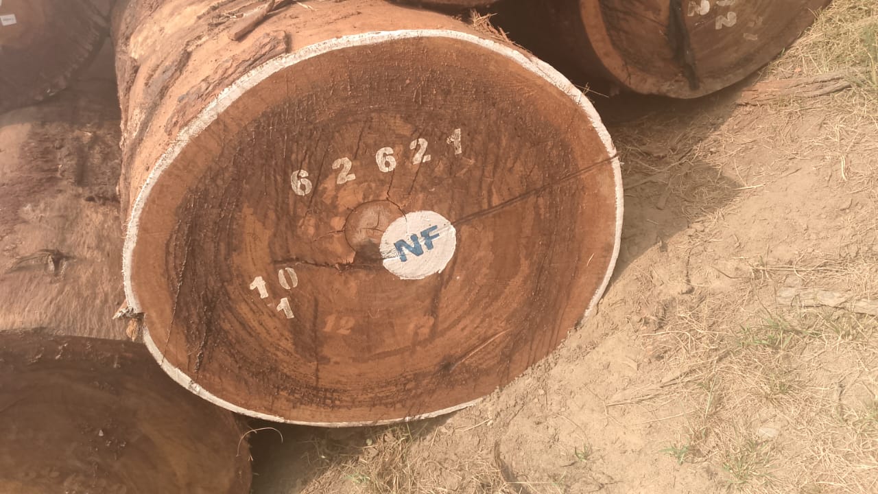 Numbered Tali ironwood log ends stacked at a Central African log yard