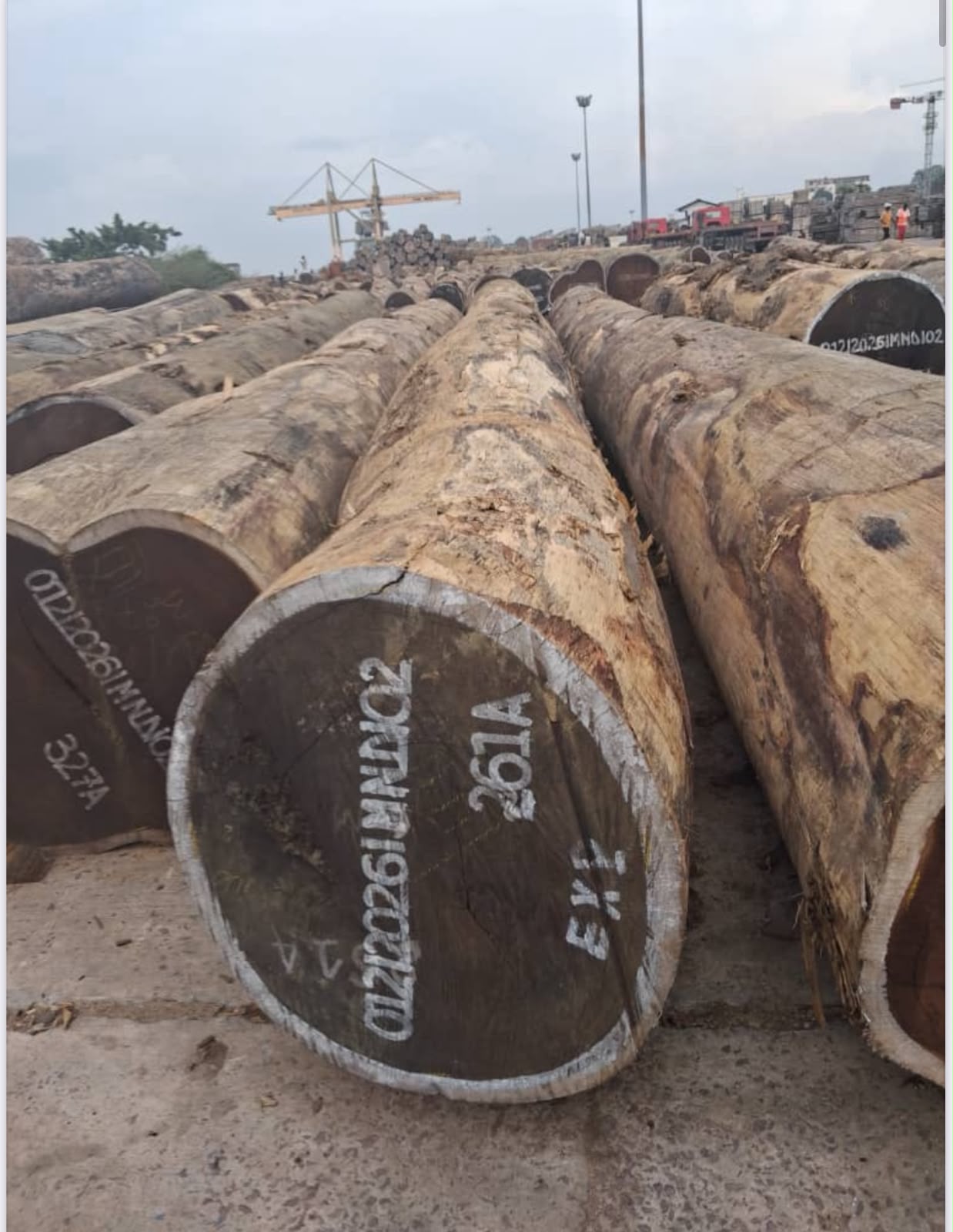 Wenge round logs prepared for export