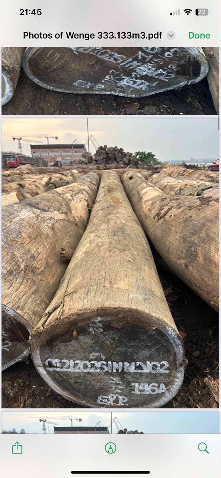 Wenge logs marked and ready for export inspection