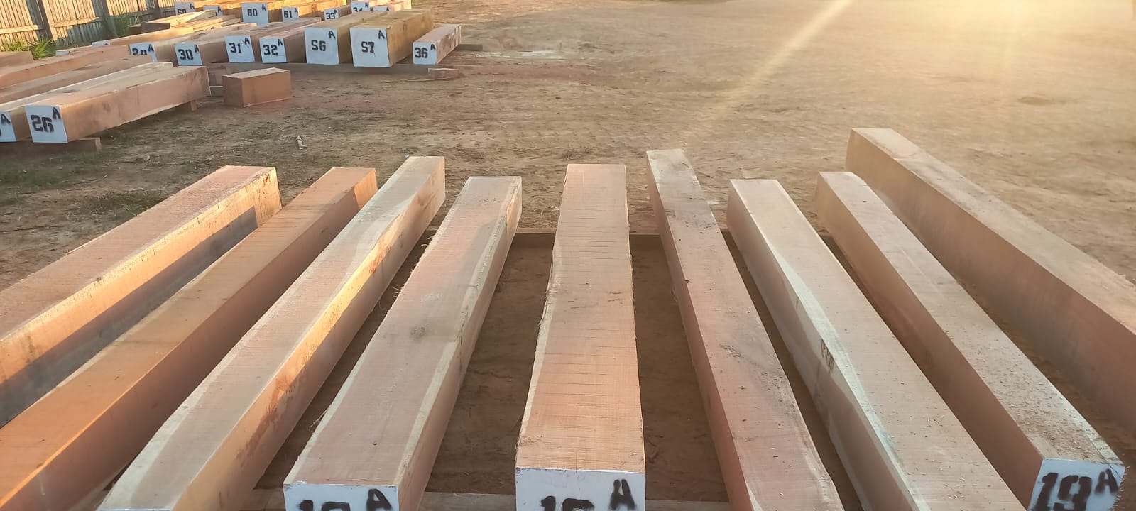 Balsamo squared timber prepared for export