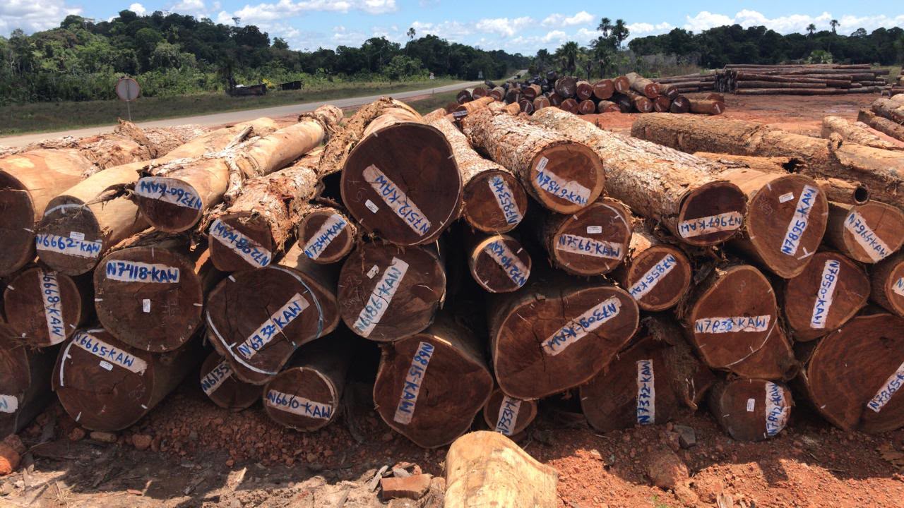 Cow round logs prepared for export