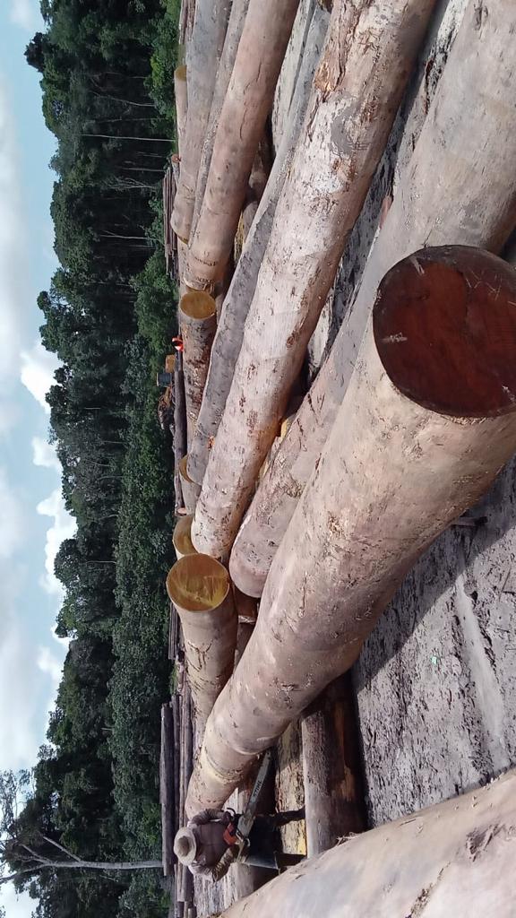 Darina round logs prepared for export