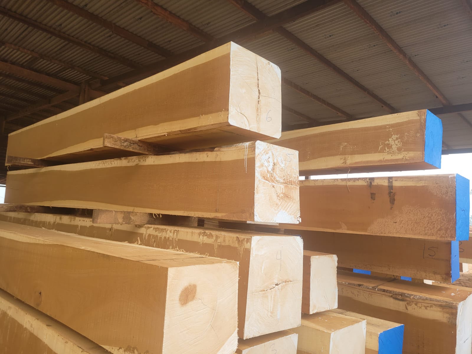 Mashonate squared timber marked and ready for export inspection