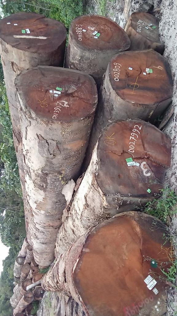 MKB round logs marked and ready for export inspection