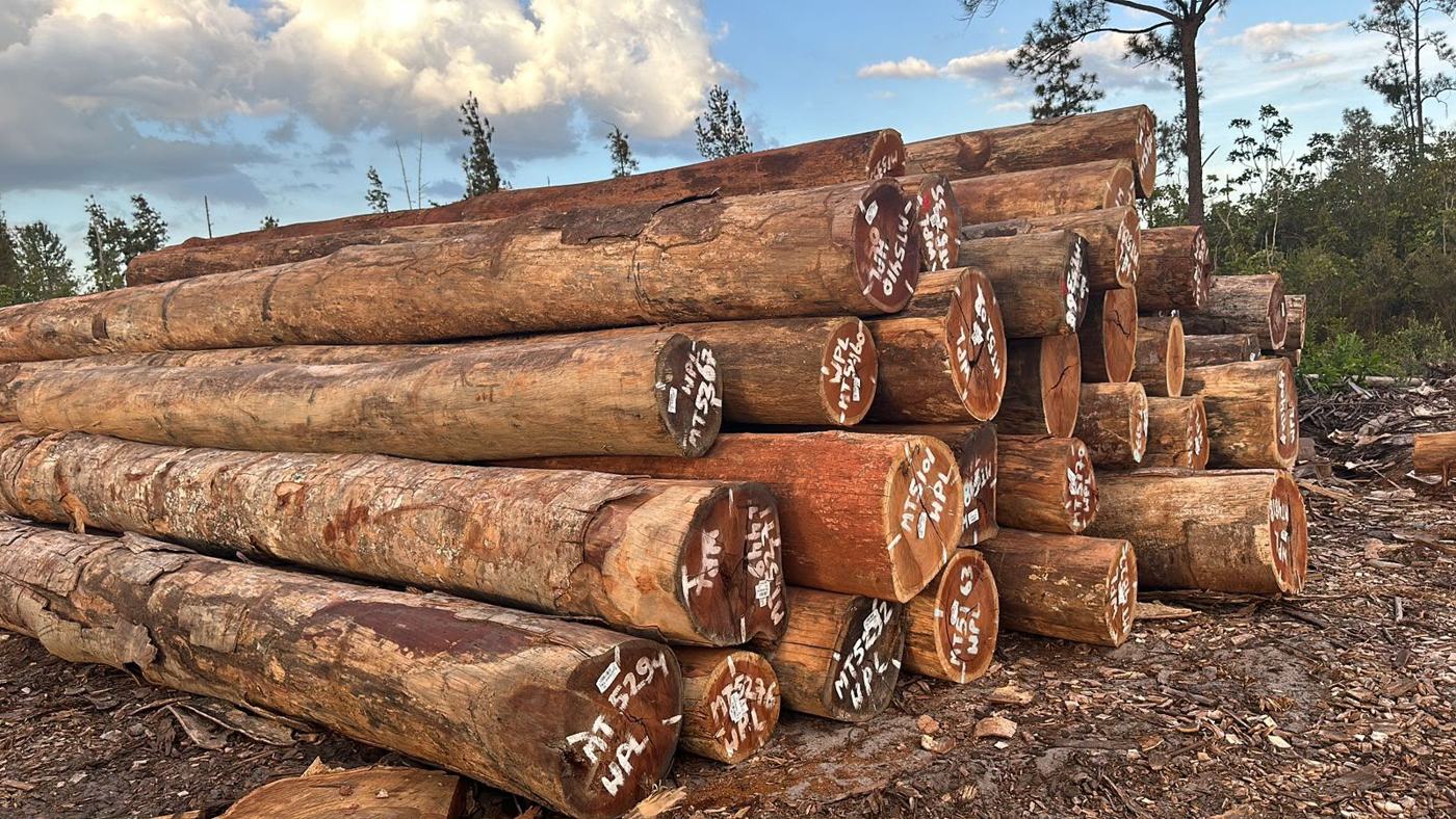 WPL round logs marked and ready for export inspection