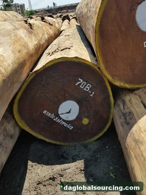 Aformosia logs from Congo — goods a Vietnam buyer wants