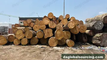 Bilinga Logs Wanted - Vietnam Monthly Buyer