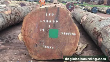 Buying Bosse Logs From Central African Republic - Long Term Order