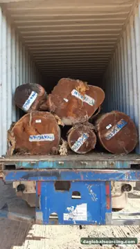 Buying Cow wood Logs From Guyana - Long Term Order
