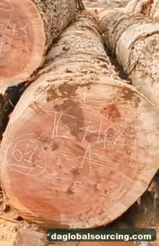 Buying Essia (Abale) Logs From Congo - Long Term Order