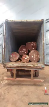 Buying KAW (Kaw Udu) Logs From Suriname - Long Term Order