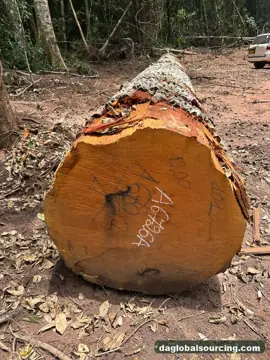 Buying Mukulungu Logs From Congo - Long Term Order