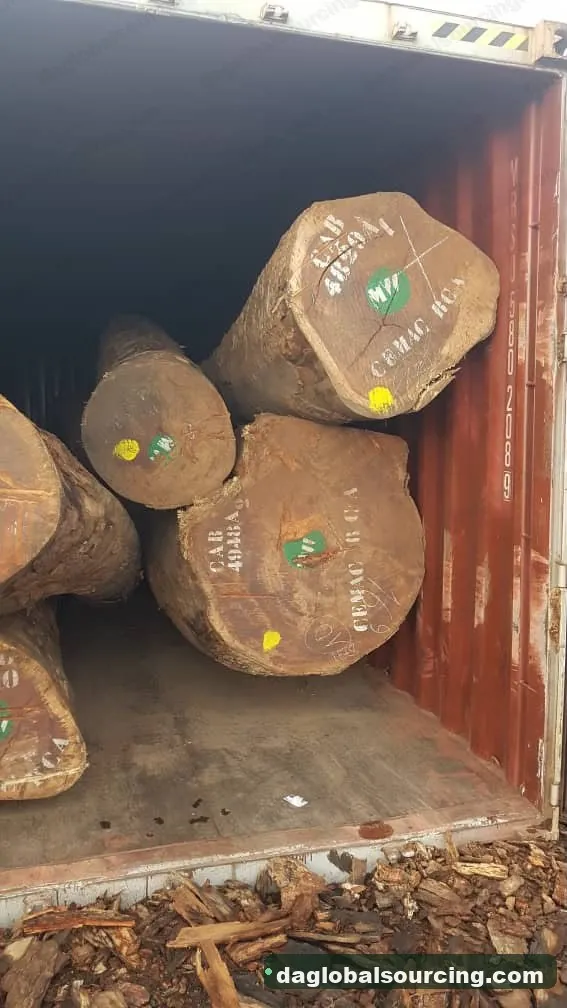 Pachyloba logs from Cameroon — goods a Vietnam buyer wants