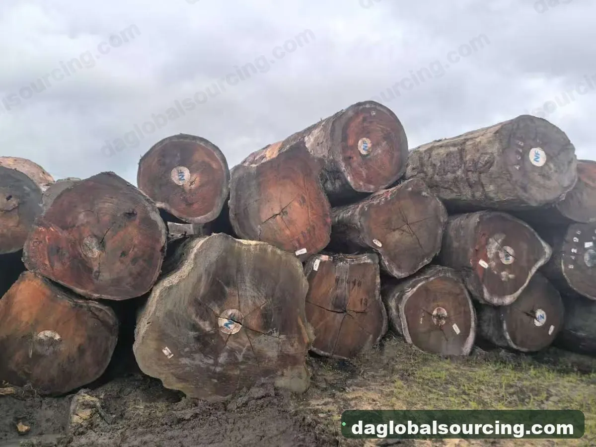 Tali (Ironwood) logs from Congo — goods a Vietnam buyer wants