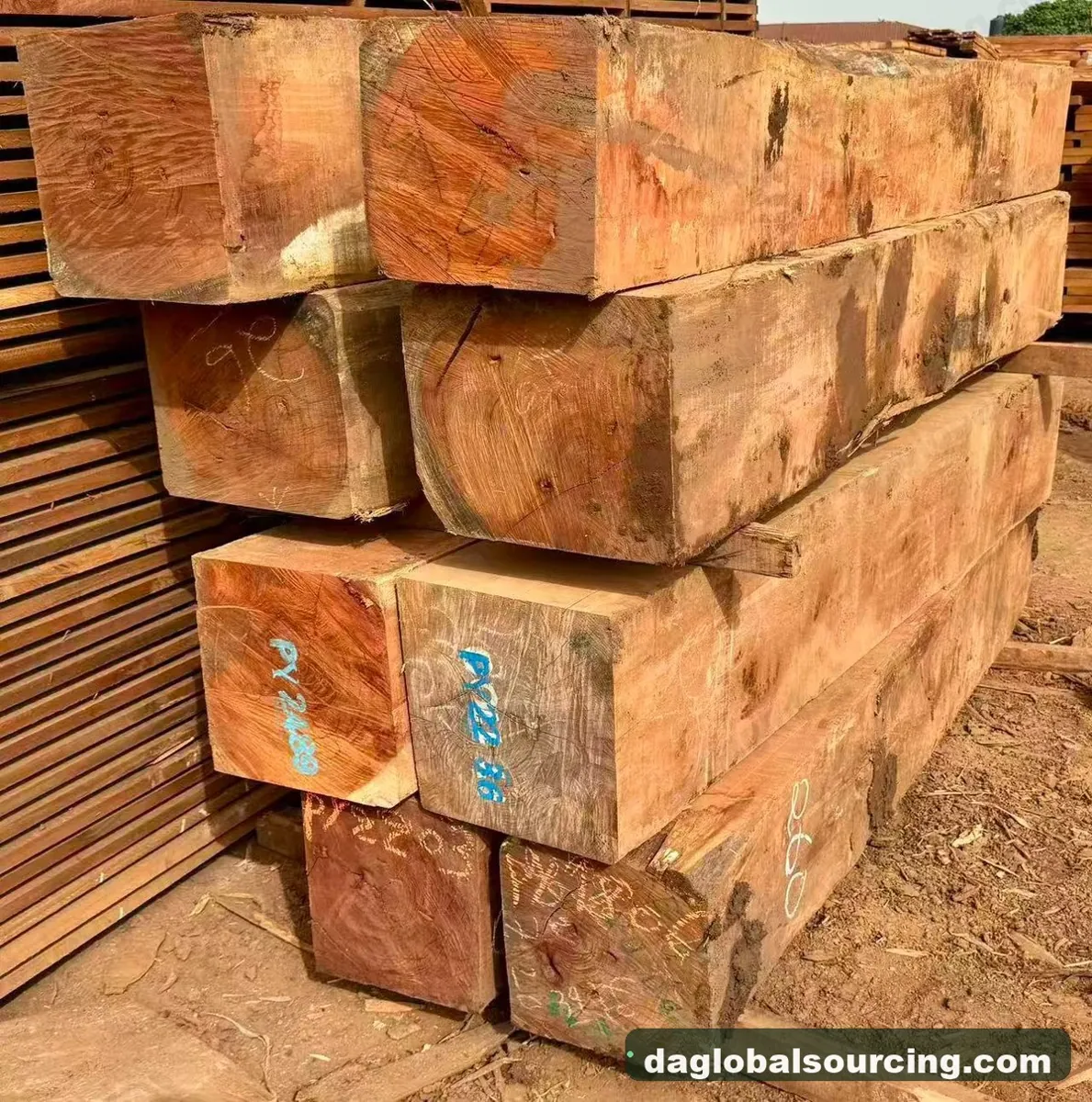 Pachyloba squared from Cameroon — goods a Vietnam buyer wants
