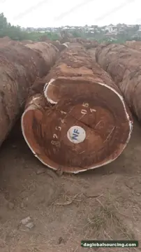 Tali (Ironwood) from Central African Republic — real goods photo 2
