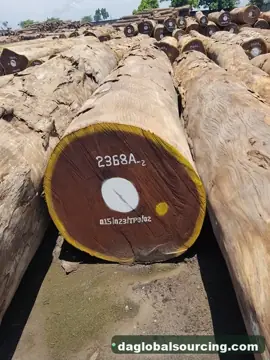 Congo Afrormosia (Assamela) Logs Needed By Vietnam Importer