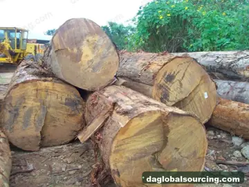 Congo Bilinga Logs Needed By Vietnam Importer