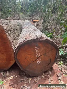 Congo Mukulungu Logs Needed By Vietnam Importer