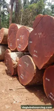 Congo Sapelli (Sapele) Logs Needed By Vietnam Importer