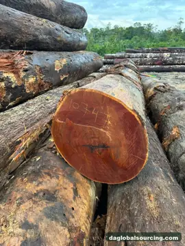 Cow from Guyana — real goods photo 3