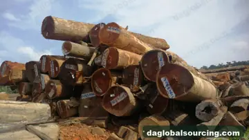 Cow from Guyana — real goods photo 4