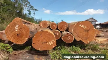 Cow from Guyana — real goods photo 3