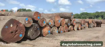 Darina Logs From Guyana - Vietnam Buyer Wanted