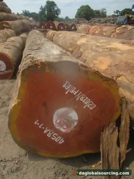 Doussie (Afzelia) Logs From Cameroon - Vietnam Buyer Wanted